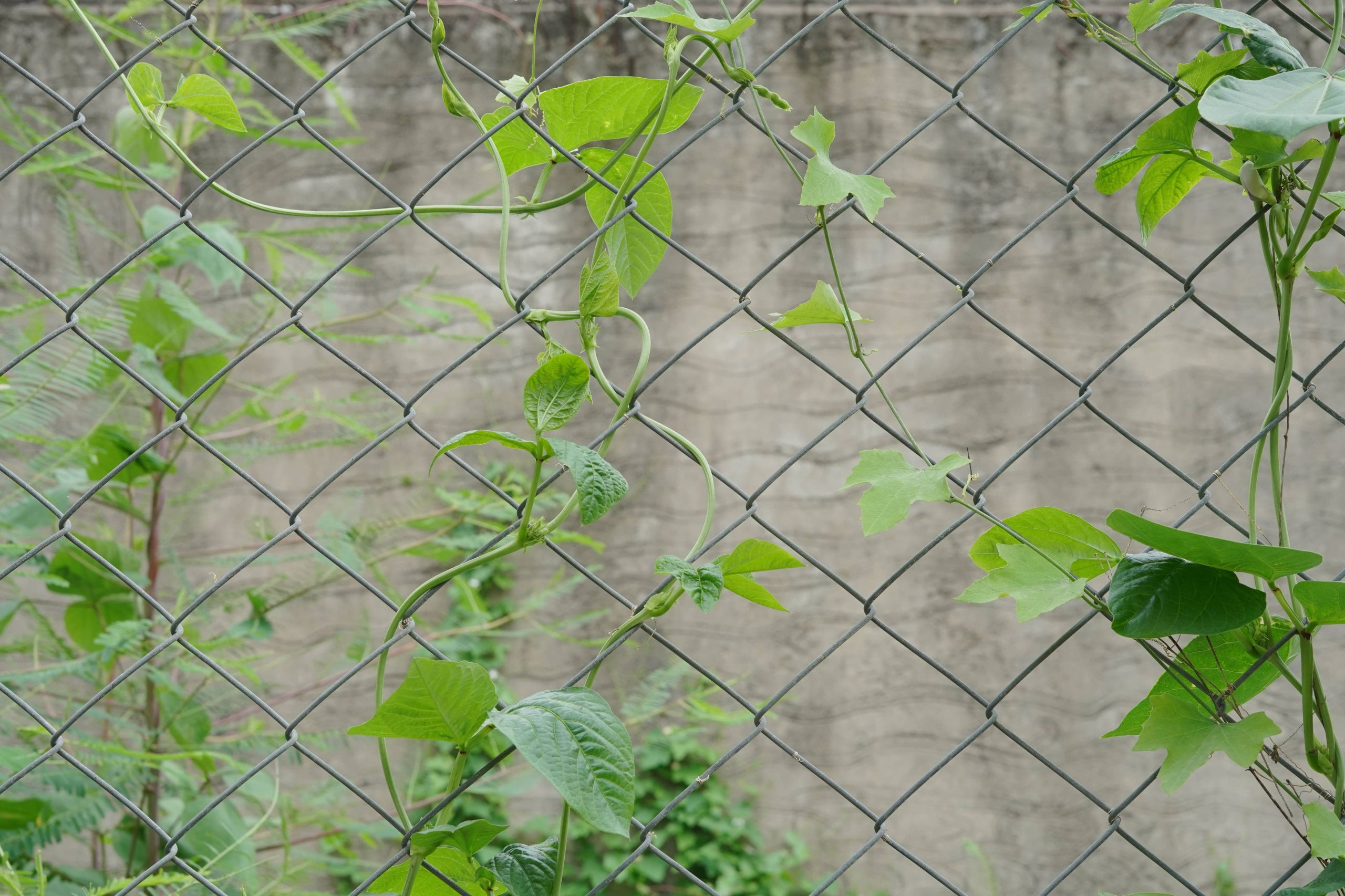 chain link fencing (4)