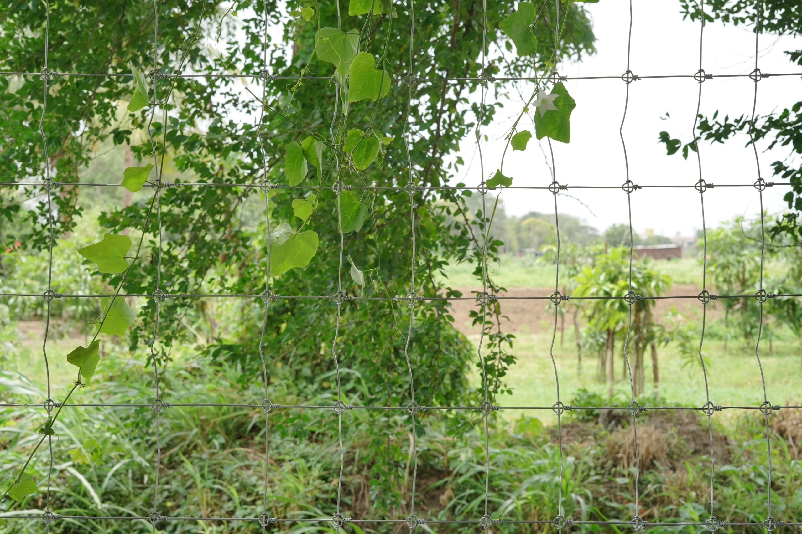 tata knotted fence (4)